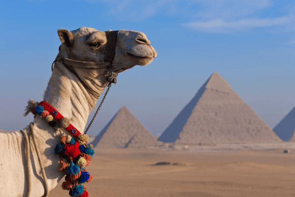 Camel with pyramids in the background.