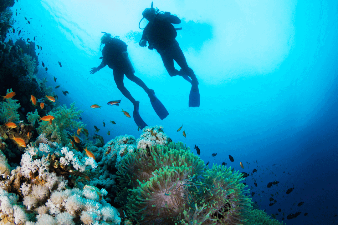 Divers exploring vibrant coral reef underwater.