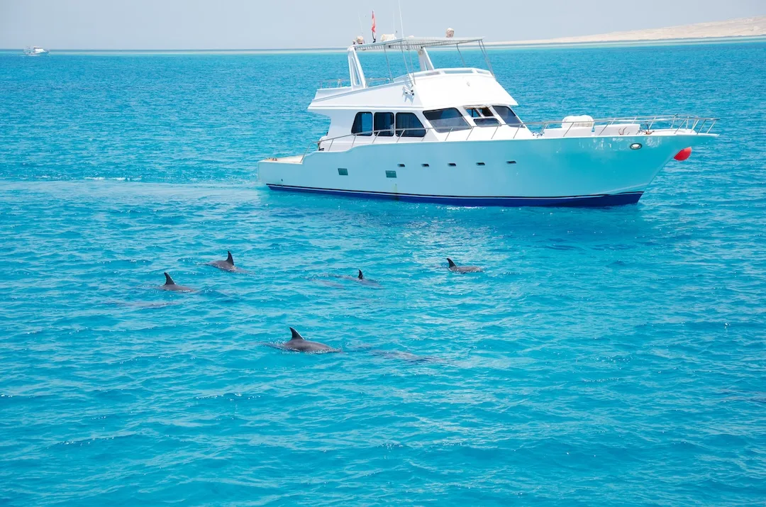 Boat near dolphins in clear blue water.